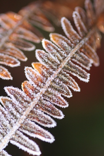 Frozen bracken leaf
