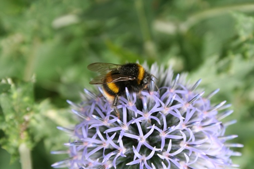 Bumble bee on an alium
