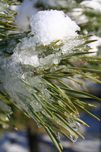 Snow on pine tree