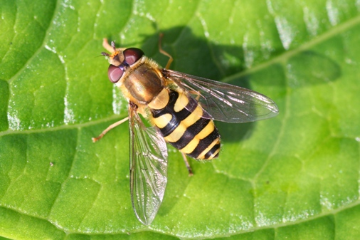 Hoverfly on a green leaf