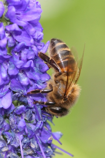 Honey bee on a blue flower
