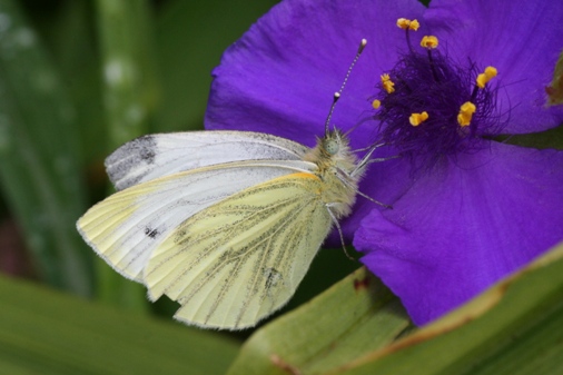 Butterfly - Small White