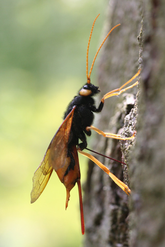 Horntail on a tree