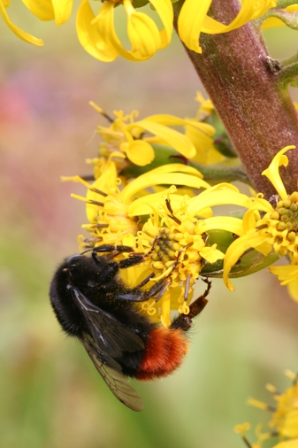 Red-tailed bumblebee on a yellow flower