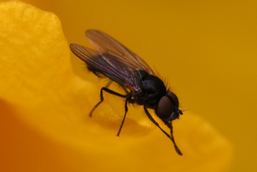 House fly on yellow flower