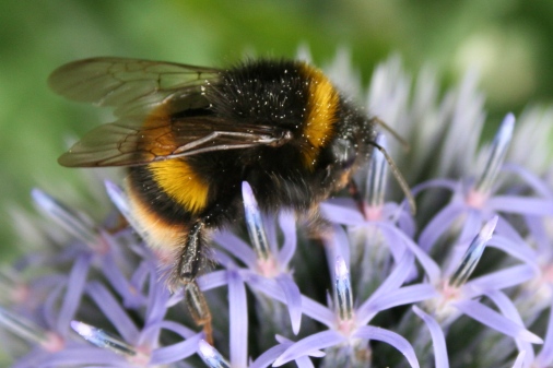 Bumble bee on an alium