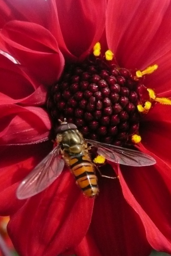 Hoverfly on a red flower
