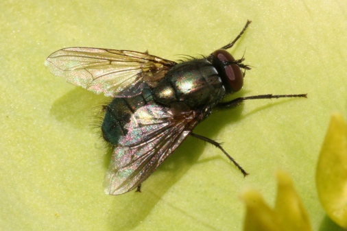 House fly on a green leaf
