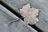 Frozen leaf on decking