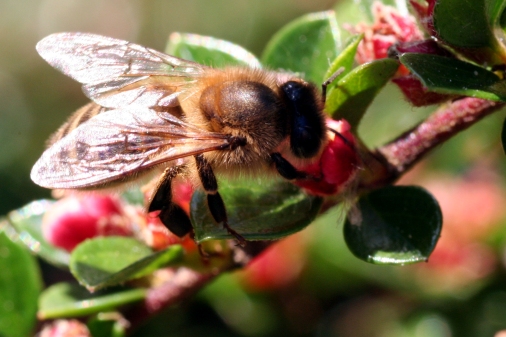 Honey bee on green leaves