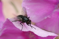 House fly on pink flower